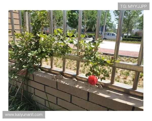 玩转开云入口教程，探索其中隐藏的功能与用途